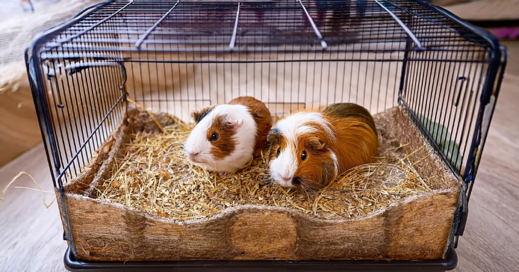 best bedding for guinea pigs with allergies