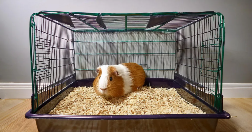 best bedding for guinea pigs with allergies