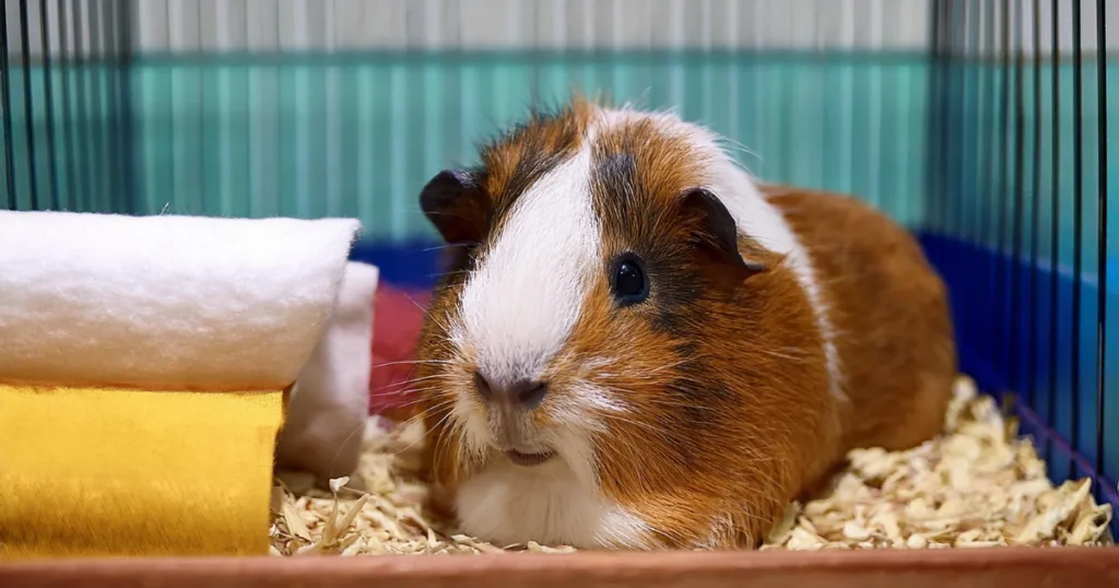 best bedding for guinea pigs with allergies