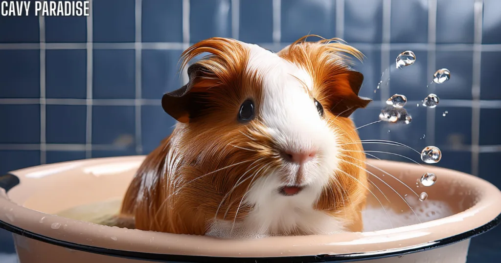 Guinea pig bathing in warm water with guinea pig-safe shampoo, appearing calm and relaxed in a soothing atmosphere.