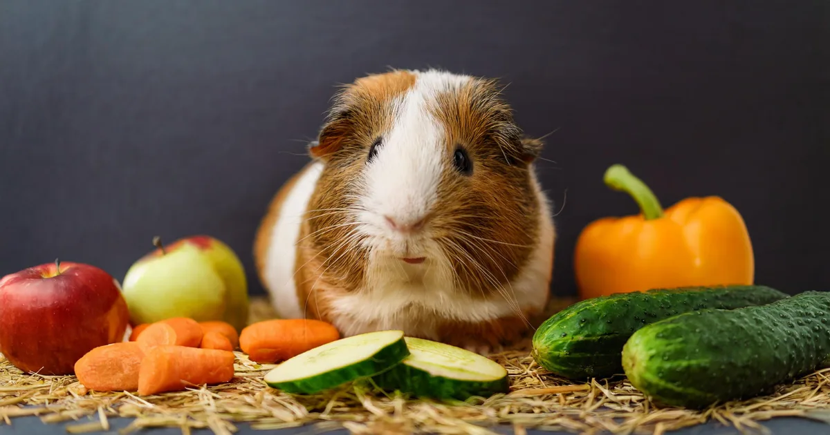 Happy guinea pig surrounded by healthy treats like veggies and hay.