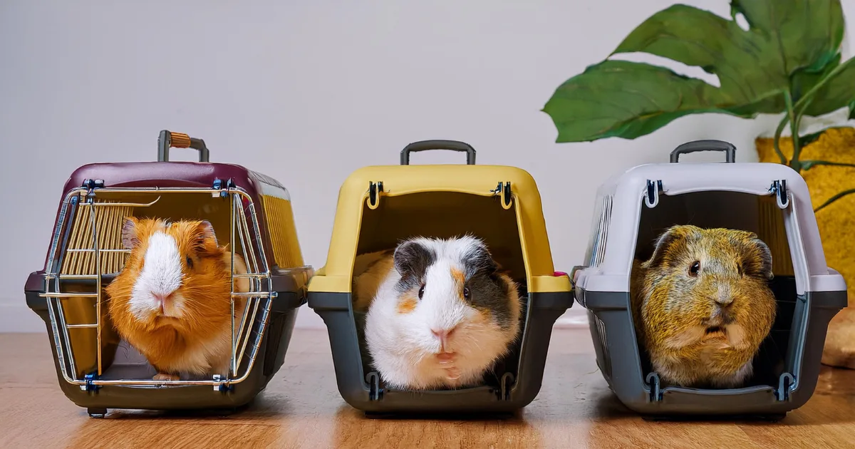 Selection of guinea pig carriers for safe, comfortable travel, featuring different options for short trips, car journeys, and air travel.