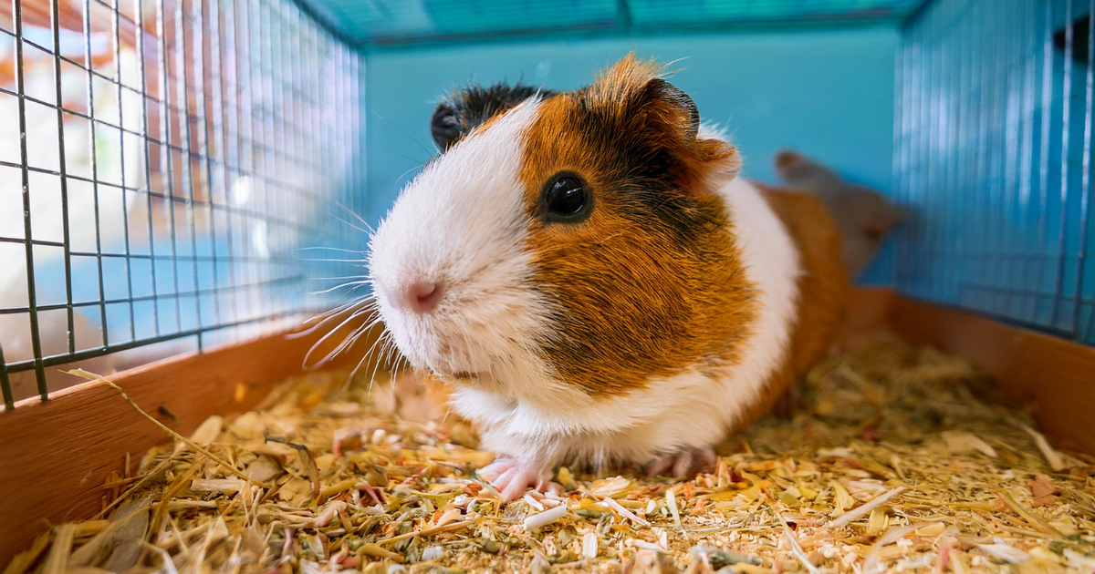 Happy guinea pig in a clean cage with odor-controlling litter, showcasing a fresh and healthy environment.