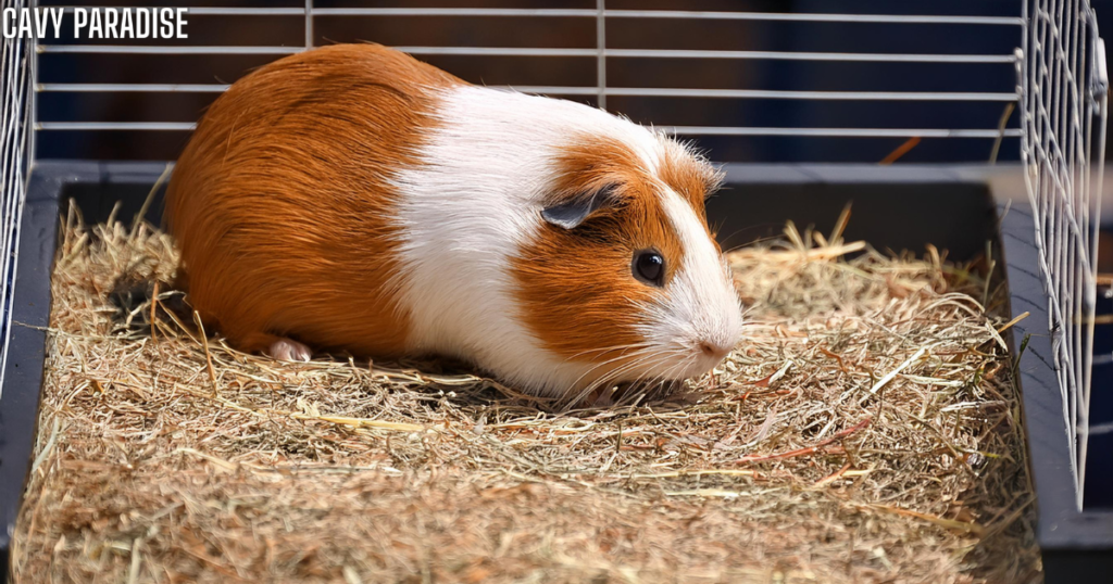 Hay as guineHay as guinea pig litter layered over absorbent material.a pig litter layered over absorbent material.