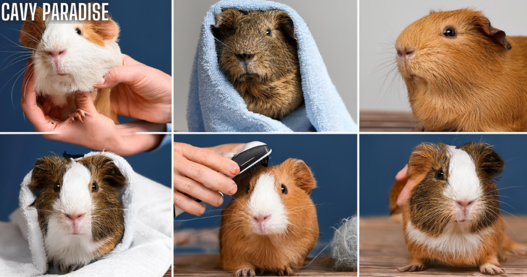 Step-by-step guide for guinea pig nail trimming. Step-by-step guide for guinea pig nail trimming.